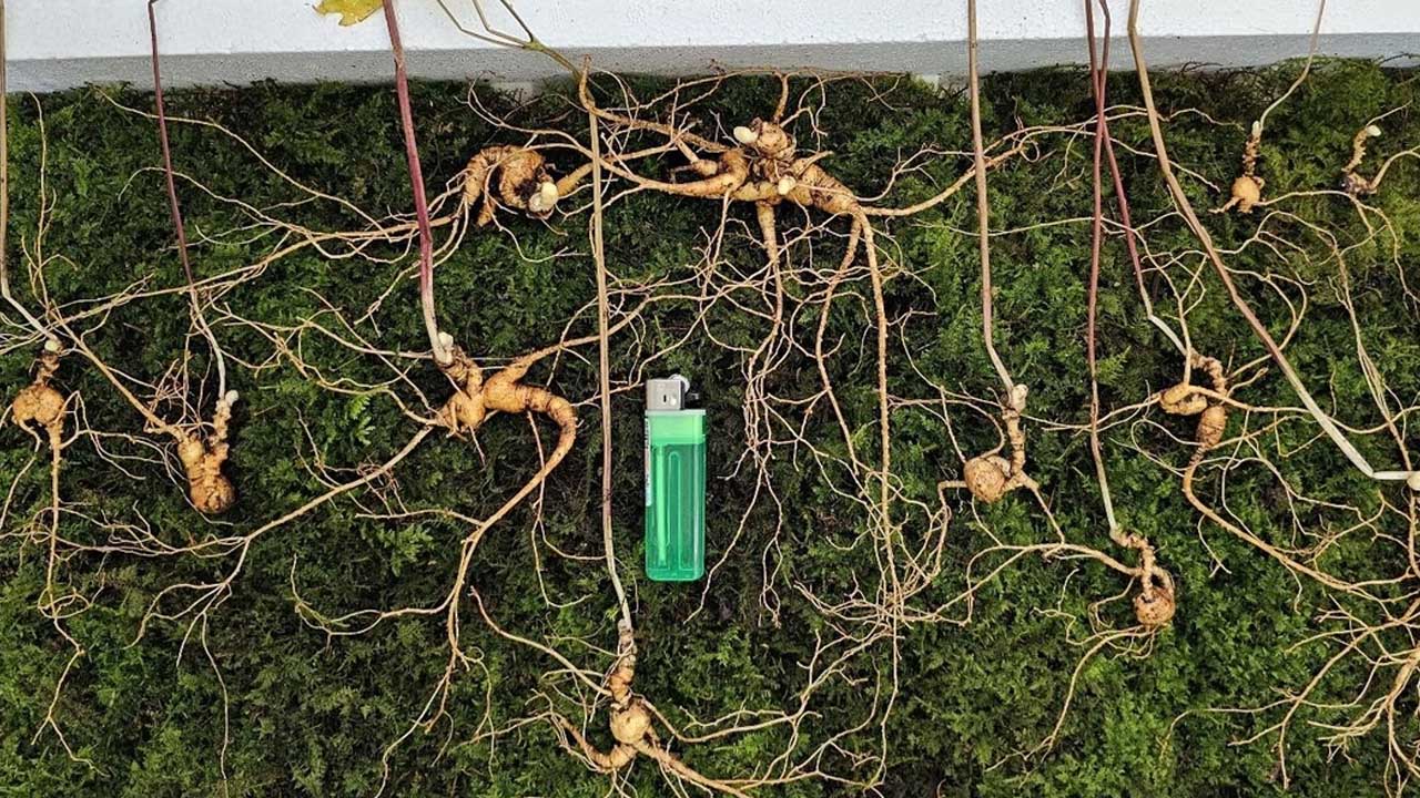 지리산서 80년 된 산삼 12뿌리 발견...추정가 '1억 3천만 원'