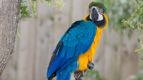 "자식처럼 키운 앵무새 돌려주세요"...주인 요구 무시한 60대 벌금형