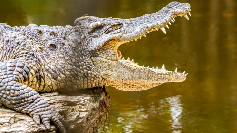 악어에 끌려간 호주 남성, '이 부위' 물어뜯어 간신히 탈출