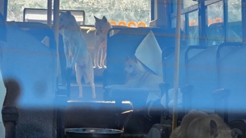 버스 안에 방치된 개 30마리…동물단체 “서산시청, 직무 유기” 비판