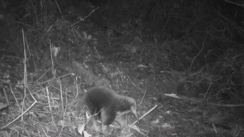 멸종된 줄 알았던 '긴코가시두더지' 60년 만에 발견