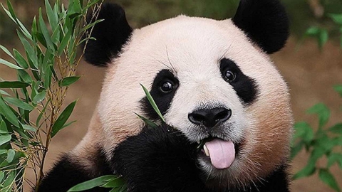 '담 넘은 푸바오' 소동으로 관객 퇴장…결국 '외출 금지령' 