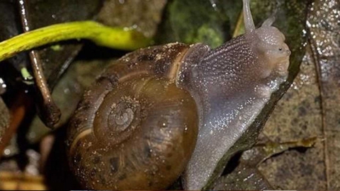 공사 중 희귀 달팽이 발견...프랑스, 트램 공사 일시 중단 