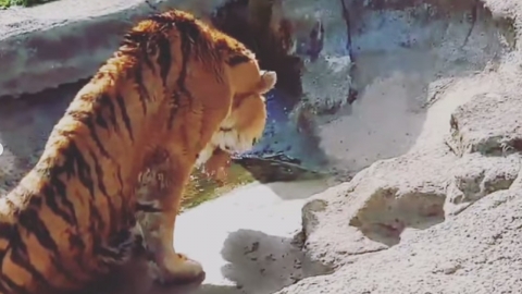 "호랑이 '호붐이' 박제 철회하라" 민원에...동물원에서 올린 글