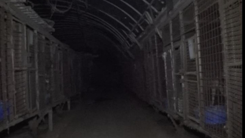 불법 도살 제보받고 개 사육장 들어간 동물단체…'주거침입' 혐의 적용