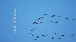 [영상] 겨울 철새들의 끊임없는 여정