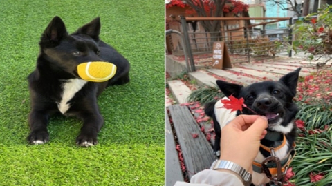 제주 유기견 ‘귤이’ 새 가족 찾았다…‘날개를 달아줄게’ 사업 첫 결실