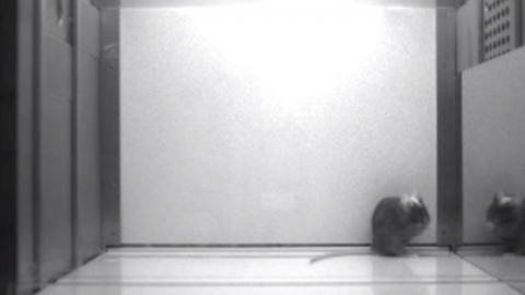 쥐도 사람처럼 거울 속 자신 알아보나?…"유사 행동 보여"