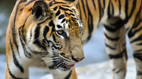  "호랑이 입에 저게 뭐야?"...파키스탄 동물원서 다리 훼손된 시신 발견