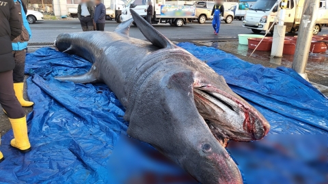 포항 앞바다서 7m 길이 돌묵상어, 그물 걸려 죽은 채 발견