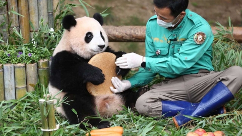 푸바오, 중국 가도 볼 수 있다...에버랜드와 영상 협력
