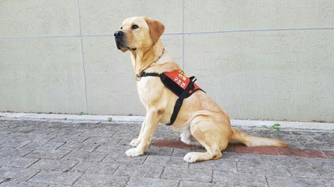 "재난현장서 9명 살린 구조견 '아롱'이의 새 가족 찾아요"