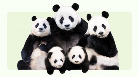 에버랜드 “쌍둥이 판다 루이·후이바오, 4일부터 일반 공개”