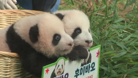 "푸바오 동생들이 떴다"…쌍둥이 아기 판다의 첫 나들이