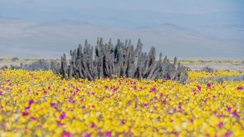 한국에서도 유명한 칠레 관광지, 4천여 마리 들개 떼 몰려 '혼란'