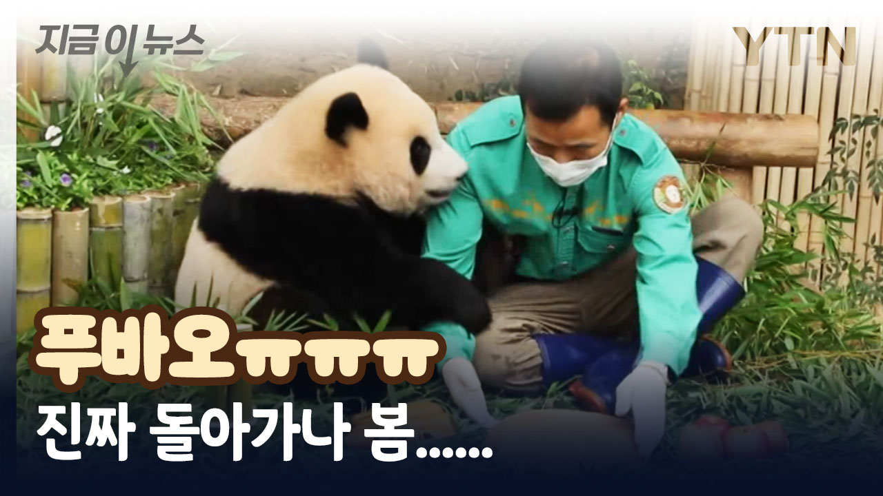 푸바오 진짜 돌아가나 봄...중국이 밝힌 협상 상황 [지금이뉴스]
