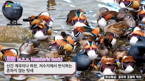 천연기념물 원앙, 중랑천서 200마리 집단 발견 