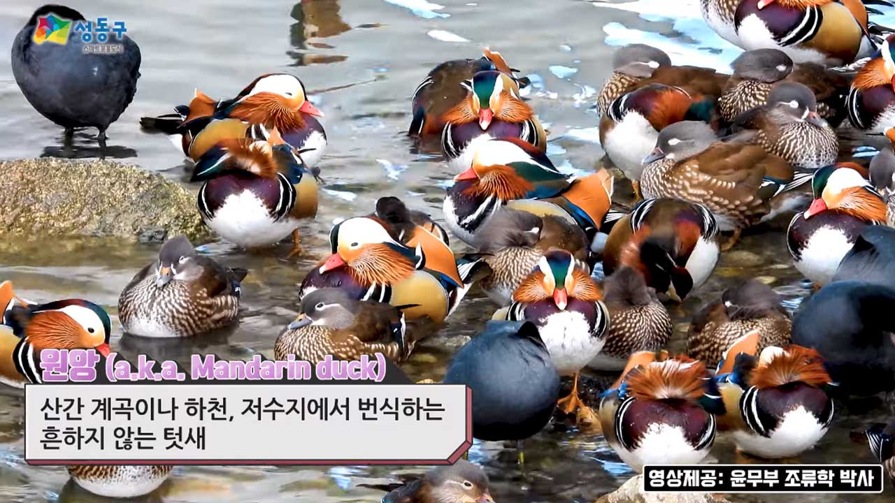 천연기념물 원앙, 중랑천서 200마리 집단 발견