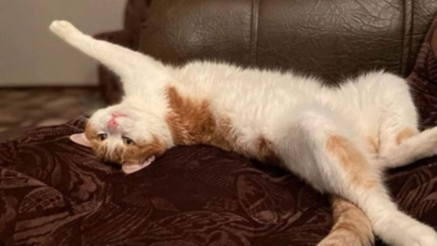  "영하 30도 열차 밖에 고양이 던져"..러 차장 해고 청원에 30만 동참