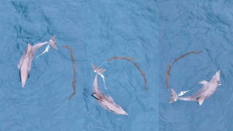 폐그물 걸린 제주 남방큰돌고래 이상행동 "구조 시급"