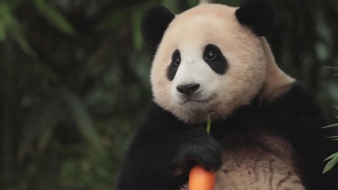 푸바오 떠난다는 소리에…에버랜드 판다월드 관람객 3배 늘어