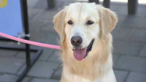 58만 마리 분석 결과 '오래 사는 반려견' 특징은?