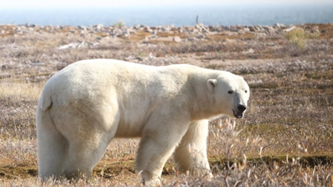 기아 위기 직면한 북극곰들...육지 머물자 하루 1kg 줄어
