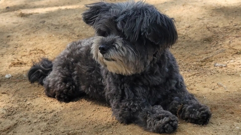 文 전 대통령의 퍼스트독 '토리' 세상 떠났다 