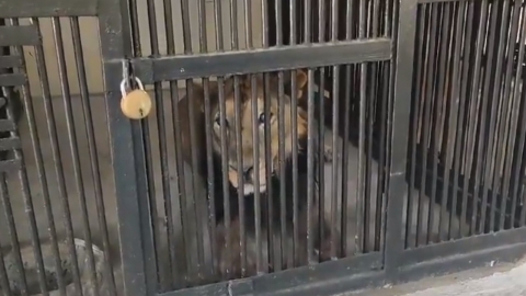 셀카 찍으려 동물원 사자 우리 들어간 인도인 남성 사망