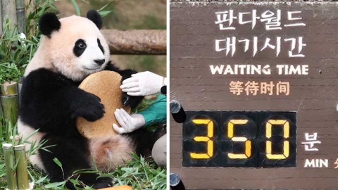 푸바오와 작별인사 위해 구름 인파…평일에도 6시간 대기