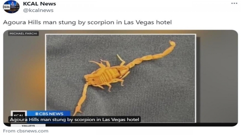 라스베이거스 5성급 호텔서 전갈에 쏘인 美 남성