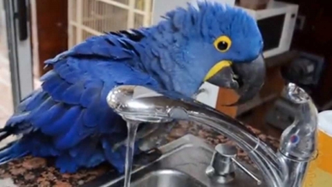  '앵무새가 옮기는 병' 유럽서 확산…벌써 5명 사망