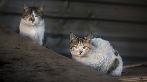 '독극물 섭취 의혹' 완도 길고양이 집단 폐사 원인 밝혀졌다