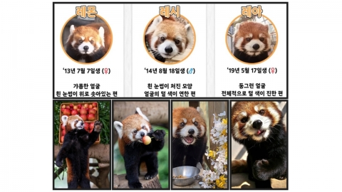 에버랜드, '레서 판다' 스토리 인기...SNS 누적 조회 수 400만 돌파