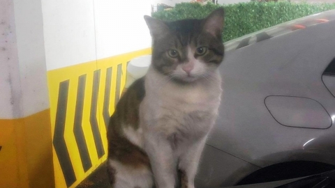 튀르키예 대통령도 나선 길고양이 살해 사건…징역 2년 6월 엄벌