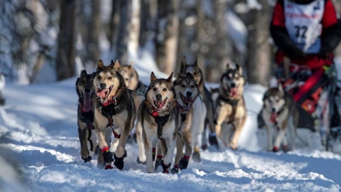 올해 '알래스카 개썰매 대회'로 개 8마리 숨져…폐지 여론 확산