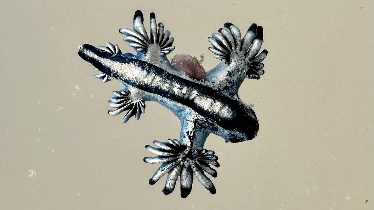 포켓몬 닮았지만 독 품은 ‘이것’…“절대 만지지 마세요”