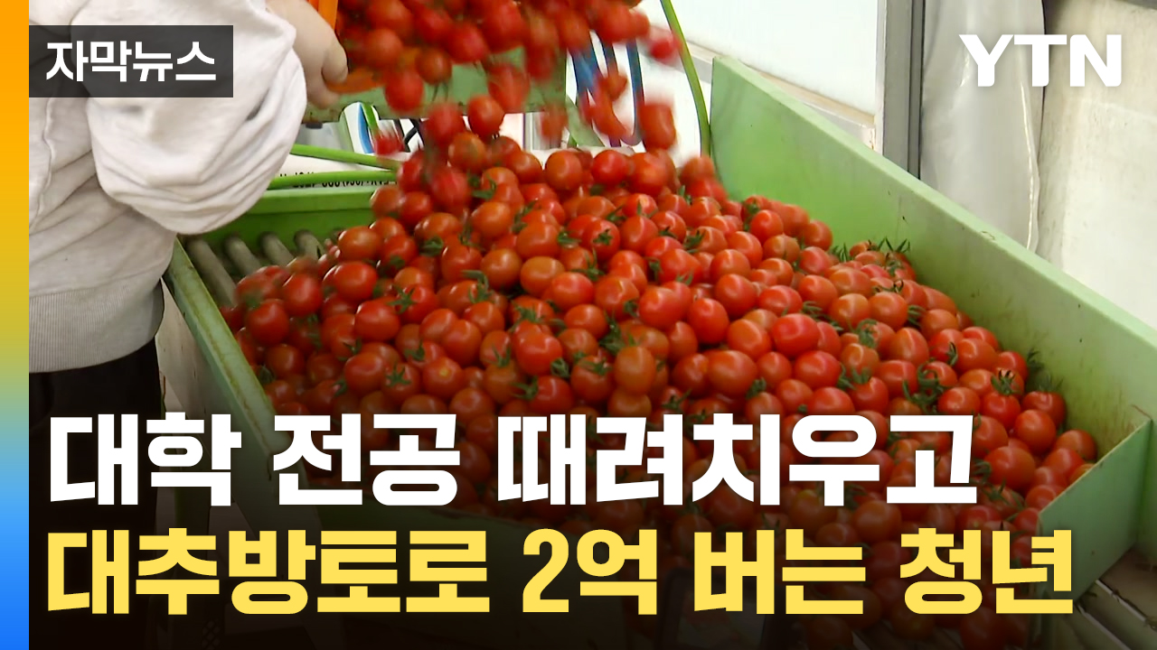 [자막뉴스] 전공 버리고 대박 났습니다...청년의 특별한 '토마토'