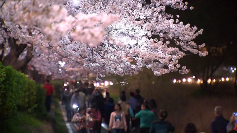 경포벚꽃축제 '예년보다 빨리→예년보다 늦게' 변경 이유는
