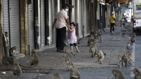 "공격성 강해지더니 패싸움까지"...태국 거리 명물 원숭이, 애물단지로