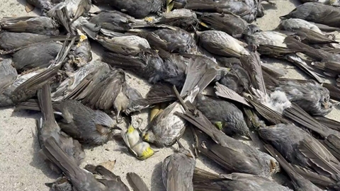 제주서 직박구리·동박새 수백 마리 '떼죽음'…원인은