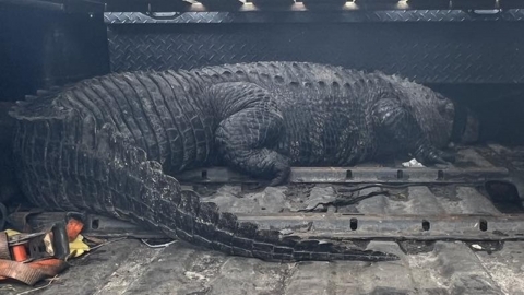 코카콜라 공장서 발견된 비만 악어, 새 보금자리서 다이어트 돌입