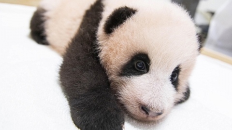 잘 가, '행복을 주는 보물' 푸바오..."영원히 기억해주세요"