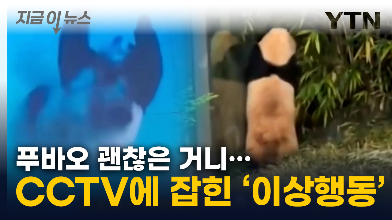 앞구르기 무한 반복...中 격리 중인 푸바오 '이상행동' [지금이뉴스] 