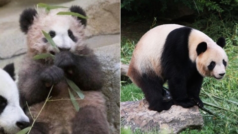 푸바오 유력 신랑감은 프랑스에서 돌아온 '위안멍'