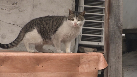 수사 받는 중에 또 입양...개·고양이 11마리 죽인 남성