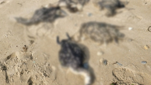 천연기념물 '아비' 포항에서 떼 죽음...원인은?