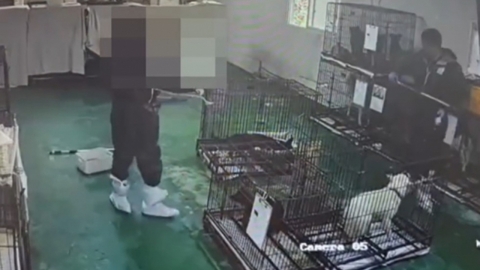 마취 없이 유기견 수십마리 불법 안락사...경남 밀양시장 공식 사과