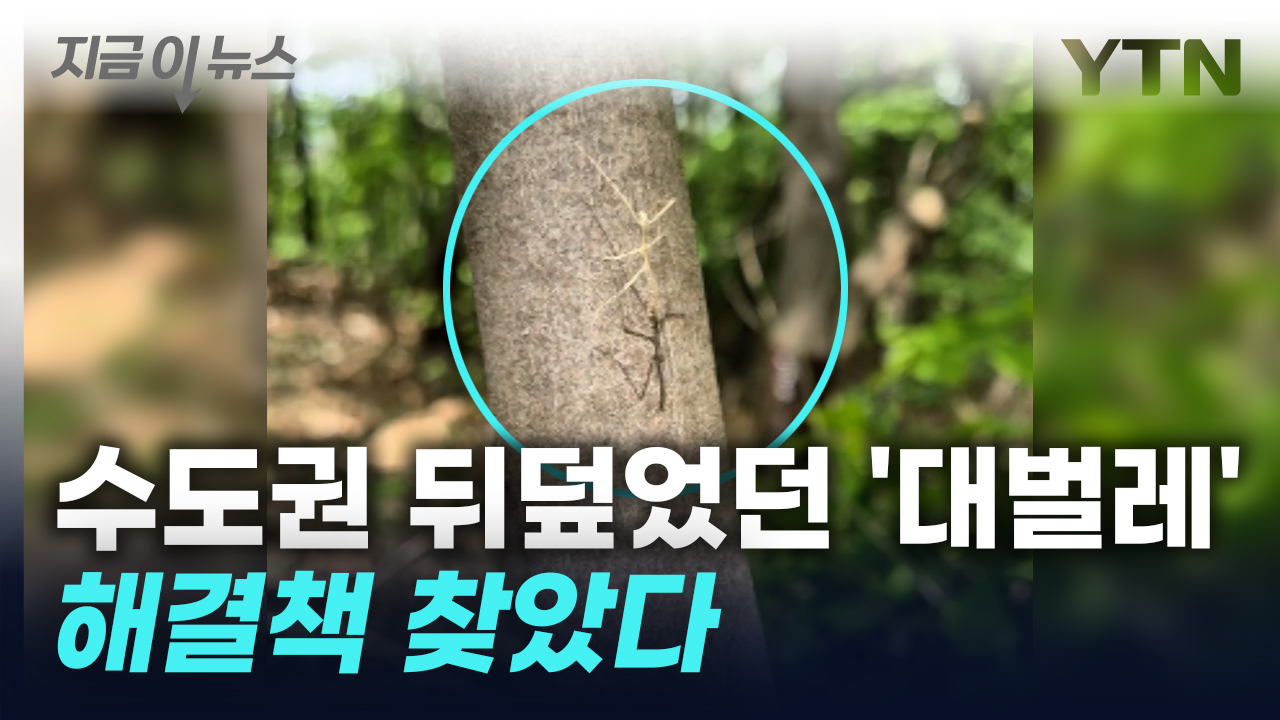 너 딱 걸렸어...해충 '대벌레' 폐사시킬 방법 찾았다 [지금이뉴스]