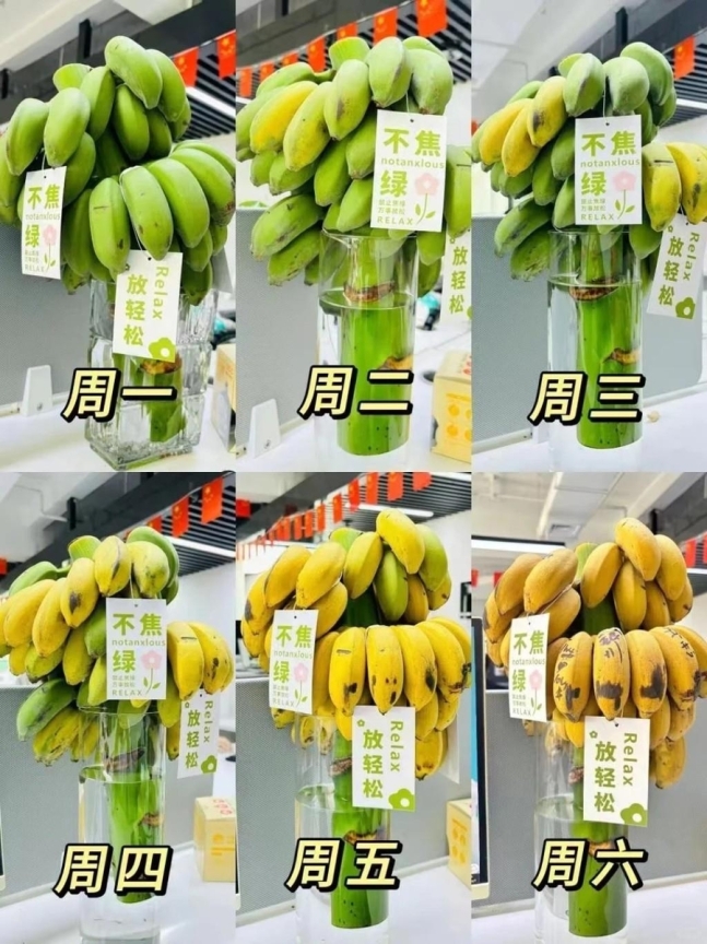 회사에서 녹색 바나나 숙성하는 中 직장인들, 대체 왜 ?